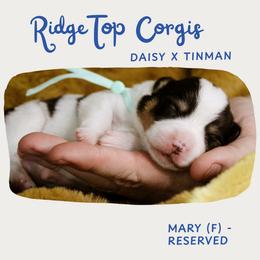 Mary - Black and tan female Pembroke Welsh Corgi puppy in South Otselic, New York from Ridge Top Corgis