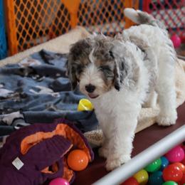 Sherlock - Blue merle male Bernedoodle puppy in Springfield, Missouri from Doodle Dandy Bernedoodles