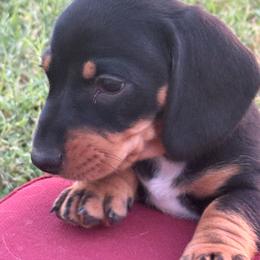 Smooth Boy - Black and tan male Dachshund puppy in Buckeye, Arizona from Ryder's Roundup