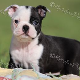 AKC female 'Fancy' - Black and white female Boston Terrier puppy in Lamar, Missouri from Marti Acres ~ Boston Terrier & Beagles