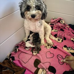 Puffy - Cavapoo