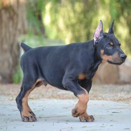 Doberman Pinscher Puppies from Obsidian Kennels