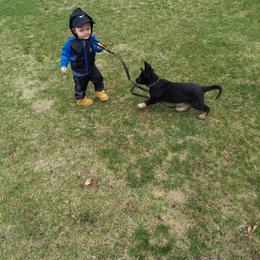 German Shepherd Puppies from Levesques German Shepherds
