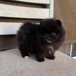 Bailey (toy) - Black male Pomeranian puppy in Citrus Heights, California from Yev and Marina's Pomeranians (AKC)