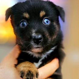 Bristol - Black tri male Miniature Australian Shepherd puppy in Punta Gorda, Florida from Christie's Creekside Aussies