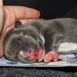 Queue - Blue tri-color male American Bully puppy in Orlinda, Tennessee from SimplyBullies