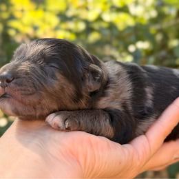 Gomez - Blue merle male Aussiedoodle puppy in Mulino, Oregon from Korbella Farm