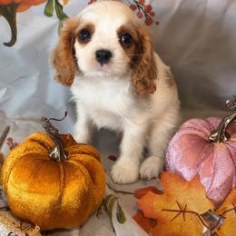 Toto - Blenheim male Cavalier King Charles Spaniel puppy in Conway, Missouri from Jordan  Harrison
