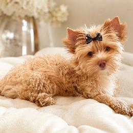 Blanche - Gold female Yorkshire Terrier puppy in Kennesaw, Georgia from Adored Yorkies