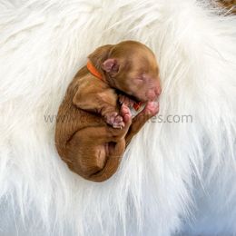 Orange Boy 9-12lbs - Red  male Goldendoodle puppy in Cedar City, Utah from Cedar Doodles- Home of the Teddybear Goldendoodle