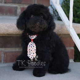 Caviar - Black male Poodle puppy in Belleville, New Jersey from TK Poodles