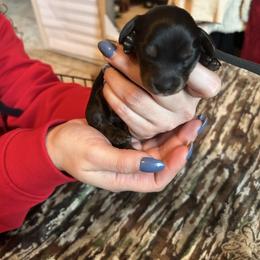 Black collar Mr. Spicy Dill - Black and cream male Dachshund puppy in Hutto, Texas from R.G. Dachshunds
