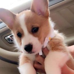 American Corgi and Pembroke Welsh Corgi Puppies from 101 Corgis