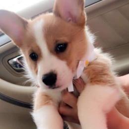 American Corgi and Pembroke Welsh Corgi Puppies from 101 Corgis