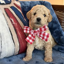 Amelia aka Teal Collar - Cream female Goldendoodle puppy in Portland, Tennessee from Happy_Tails_by_TJ