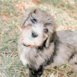 American Bully, Bernedoodle, Poodle, Sheepadoodle, and Whoodle Puppies from Wonderland’s Boujie Kennels