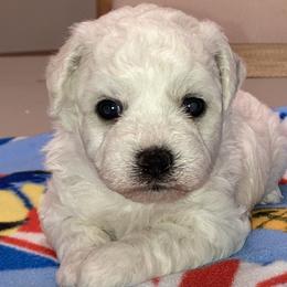 Puppy - White male Bichon Frise puppy in Greenville, South Carolina from Almaza Bichons