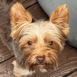 Twix - Yorkshire Terrier