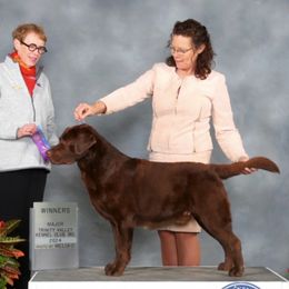 Labrador Retriever puppies from Laurie & Joe's Labs