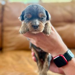Rocket - Blue merle male Bernedoodle puppy in Murray, Utah from Sun Valley Doodles