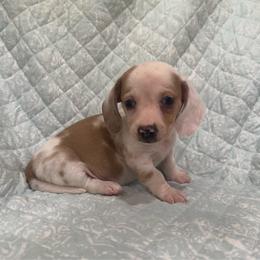 Boy 1 - Piebald male Dachshund puppy in Galax, Virginia from Dells  Dachshund’s