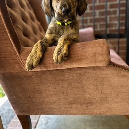 Conor - Gray and brindle male Irish Wolfhound puppy in Saint George, South Carolina from Carolina cotton candy corgis