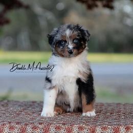 Cheyenne - Blue merle female Australian Shepherd puppy in Olivehurst, California from Double M Aussies