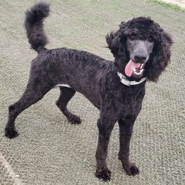 Poodle puppies from Serenity Rose Poodles