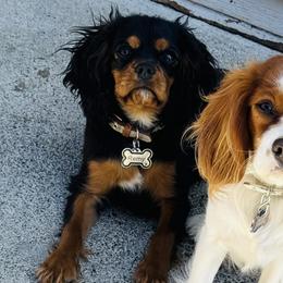 Cavalier King Charles Spaniels from Caloobanan Cavaliers