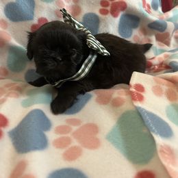 Shih Tzu Puppies from Liz Shih Tzu Cuties