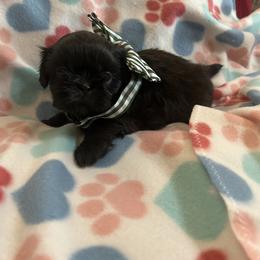 Shih Tzu Puppies from Liz Shih Tzu Cuties
