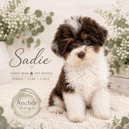 Sadie - Poodle