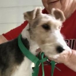 Pepper - Wire Fox Terrier