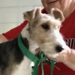 Pepper - Wire Fox Terrier