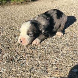 Jett - Blue merle male Miniature Australian Shepherd puppy in Marion, Michigan from Highland Hills Mini Aussies