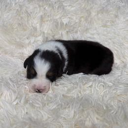 Daisy - Black tri-color female Australian Shepherd puppy in Olivehurst, California from Double M Aussies