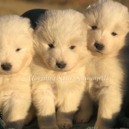Samoyed puppies from Morning Star Samoyeds