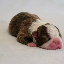 Boston Terrier Puppies from White Valley Boston Terriers