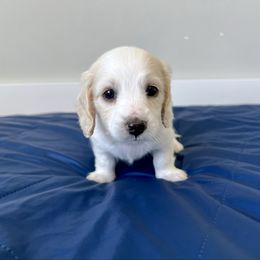 Ozzy - Cream male Dachshund puppy in Shelley, Idaho from Journey’s End Dachshunds