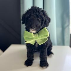 Rain - White and black male Bordoodle puppy in Valley Center, California from Circle R Valley Bordoodls