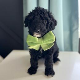 Rain - White and black male Bordoodle puppy in Valley Center, California from Circle R Valley Bordoodls