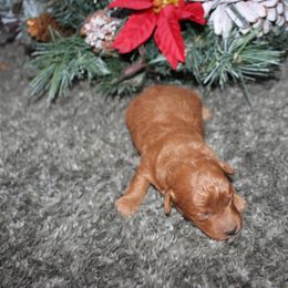 Nick - Red male Australian Shepherd puppy in Stokesdale, North Carolina from His and Hers Poodles and Doodles