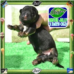BREYERS -- A ROBUST MALE - Black and tan male German Shepherd puppy in Murrieta, California from Diamond Oaks German Shepherds