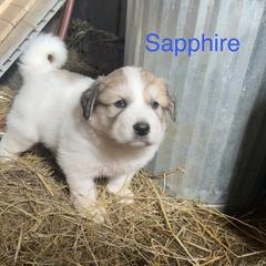Sapphire - White and badger male Great Pyrenees puppy in Coxs Mills, West Virginia from Bailey Family Farm