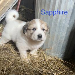 Sapphire - White and badger male Great Pyrenees puppy in Coxs Mills, West Virginia from Bailey Family Farm