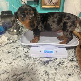 Ashley - Dapple female Dachshund puppy in Great Bend, Pennsylvania from Dashing Doxies