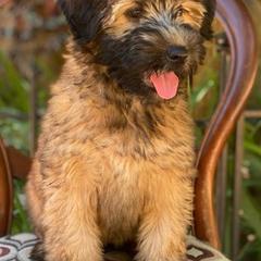 Goldendoodles and Whoodles from Downsville Doodles