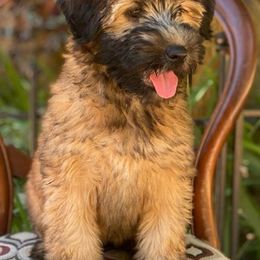 Goldendoodles and Whoodles from Downsville Doodles