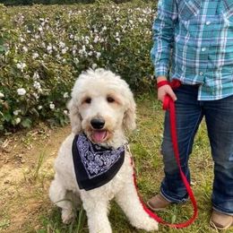 Goldie - Goldendoodle