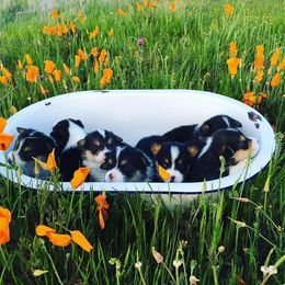 Pembroke Welsh Corgi Puppies from Bear Creek Corgis